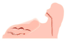 Load image into Gallery viewer, Male Masturbator Life Size Love Doll Sex Doll with Head Torso Breasts Ass Vagina